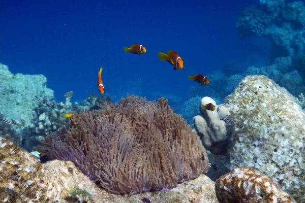 Escursione all’isola di Nemo a Hurghada