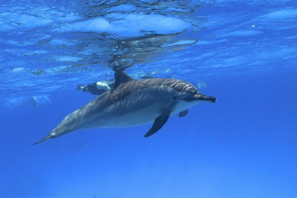 Escursione a Sataya Dolphin House da Marsa Alam