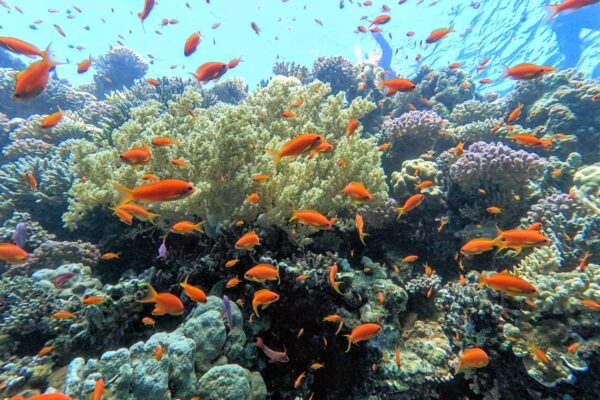 Dahab – Escursione Deserto e Snorkeling